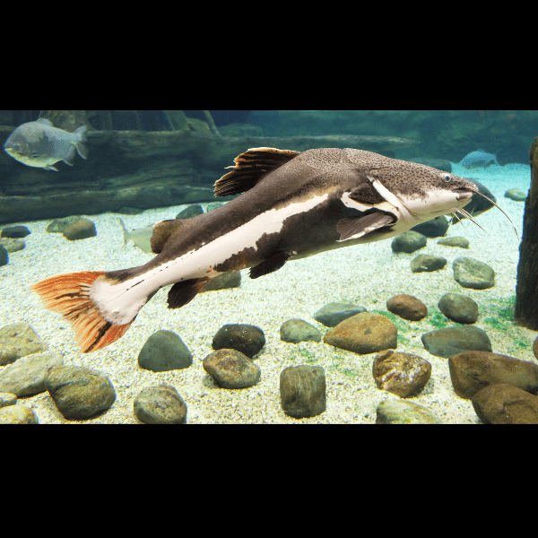 Red Tail Catfish Phractocephalus Hemioliopterus 5cm.