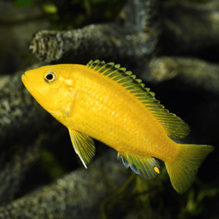 Labidochromis Caeruleus Yellow Malawi African Cichlid Small 2 Inches.