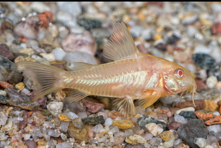 Albino Corydoras Aeneus 3cm Catfish.