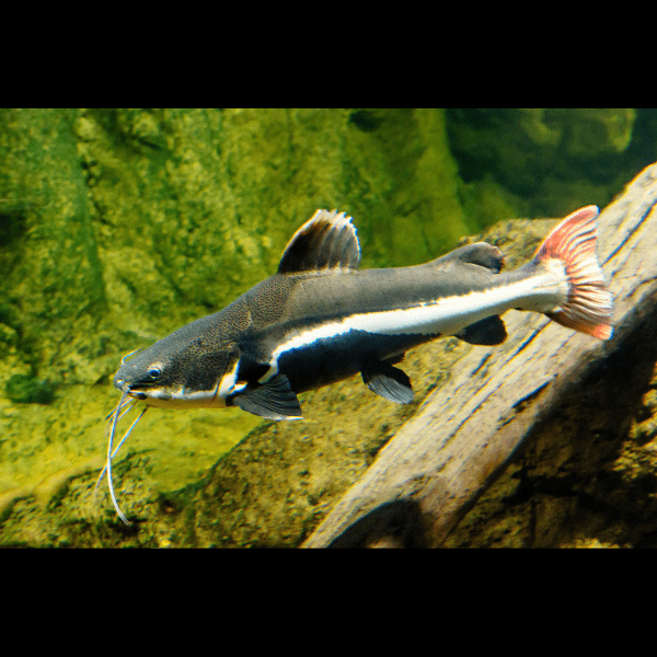 Red Tail Catfish Phractocephalus Hemioliopterus 5cm.