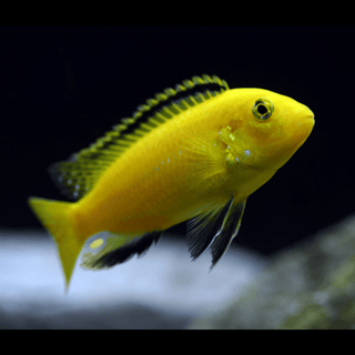 Labidochromis Caeruleus Yellow Malawi African Cichlid Small 2 Inches.