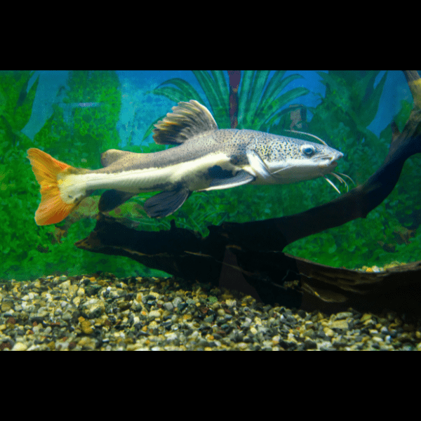 Red Tail Catfish Phractocephalus Hemioliopterus 5cm.