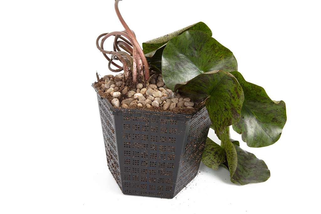 Premium Pond Starter Packs - Pond topup Packs - Oxygenating - Compost and Pots.