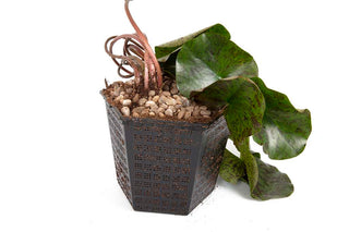 Premium Pond Starter Packs - Pond topup Packs - Oxygenating - Compost and Pots.