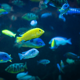 Labidochromis Caeruleus Yellow Malawi African Cichlid Small 2 Inches.