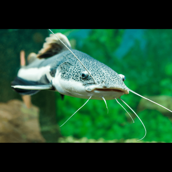 Red Tail Catfish Phractocephalus Hemioliopterus 5cm.