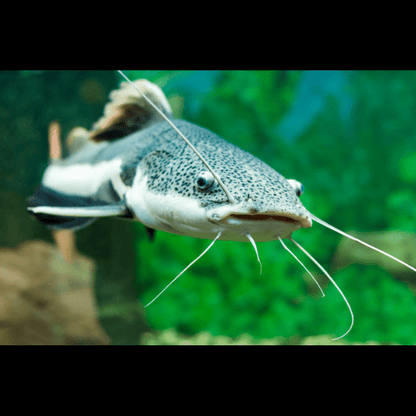 Red Tail Catfish Phractocephalus Hemioliopterus 5cm.