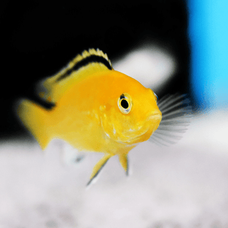 Labidochromis Caeruleus Yellow Malawi African Cichlid Small 2 Inches.
