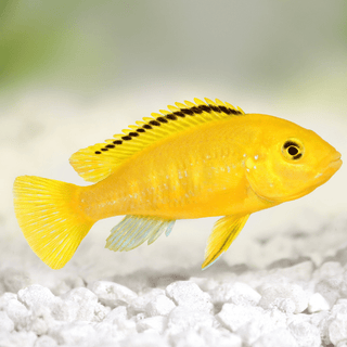 Labidochromis Caeruleus Yellow Malawi African Cichlid Small 2 Inches.