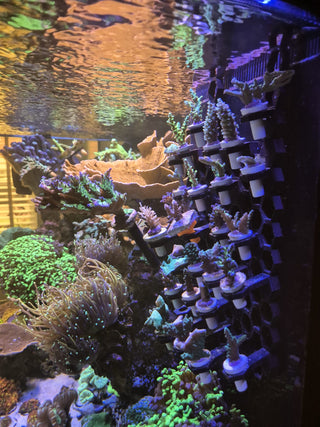 Charterhouse 3D Frag Wall Large