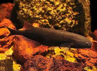 African Baby Whale Fish Marcusenius Brachyistius 6cm.