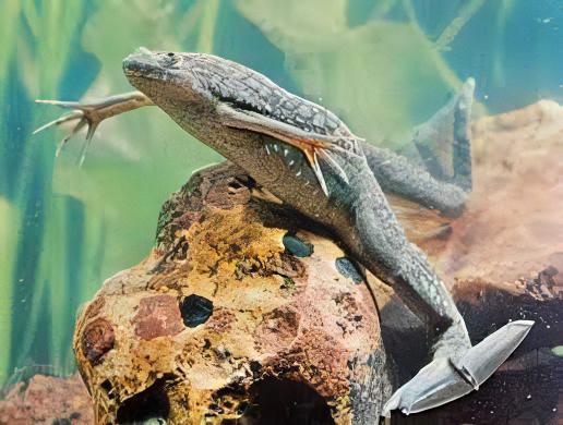 African Dwarf Clawed Frog Xenopus Laevis 3cm.