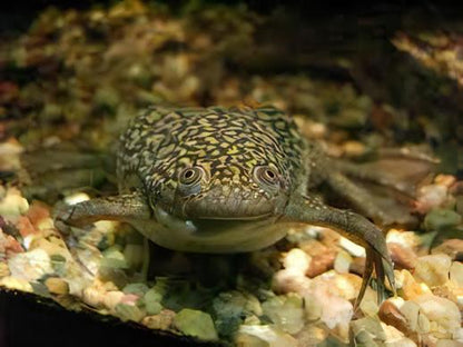 African Dwarf Clawed Frog Xenopus Laevis 3cm.
