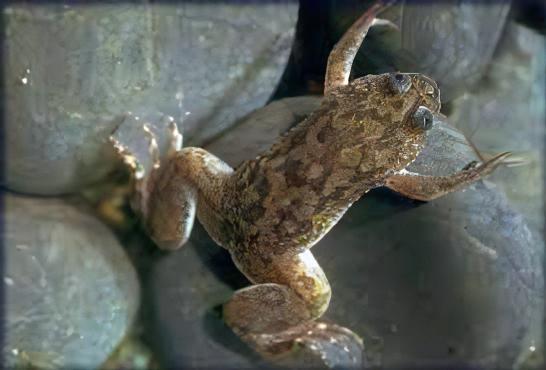 African Dwarf Clawed Frog Xenopus Laevis 3cm.