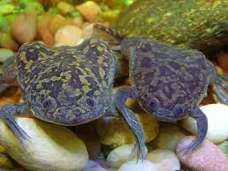 African Dwarf Clawed Frog Xenopus Laevis 3cm.