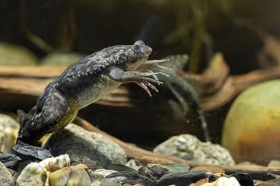 African Dwarf Clawed Frog Xenopus Laevis 3cm.