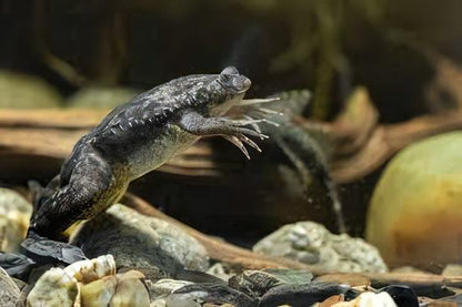 African Dwarf Clawed Frog Xenopus Laevis 3cm.