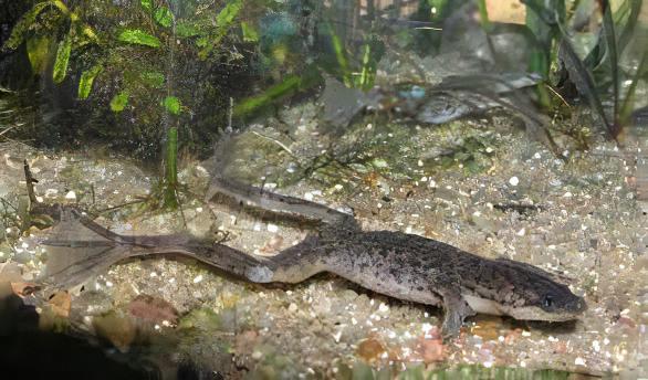 African Dwarf Frog Hymenochirus Boettgeri 3cm.