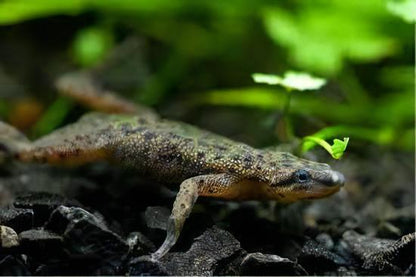 African Dwarf Frog Hymenochirus Boettgeri 3cm.