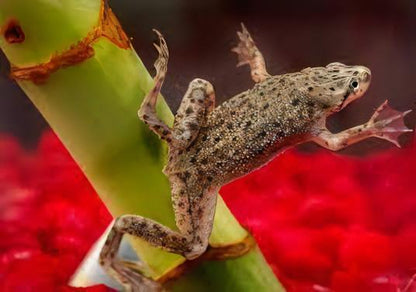 African Dwarf Frog Hymenochirus Boettgeri 3cm.