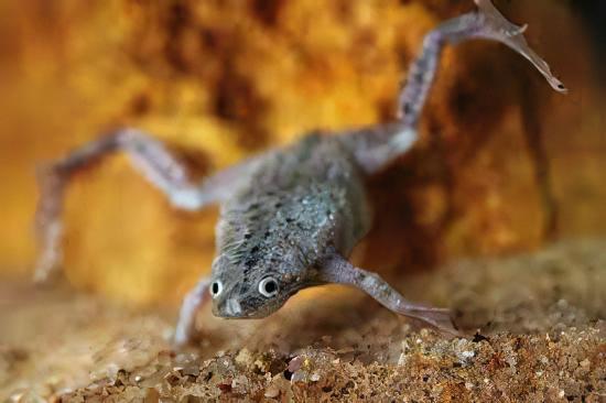 African Dwarf Frog Hymenochirus Boettgeri 3cm.