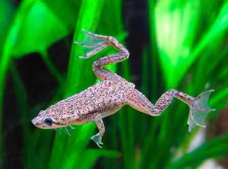 African Dwarf Frog Hymenochirus Boettgeri 3cm.