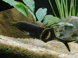 African Elephant Nose Fish Gnathonemus Petersii 10cm.