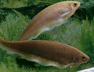 African Knife Fish Xenomystus Nigri 10cm.