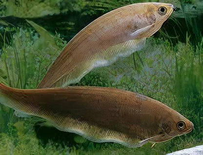 African Knife Fish Xenomystus Nigri 10cm.