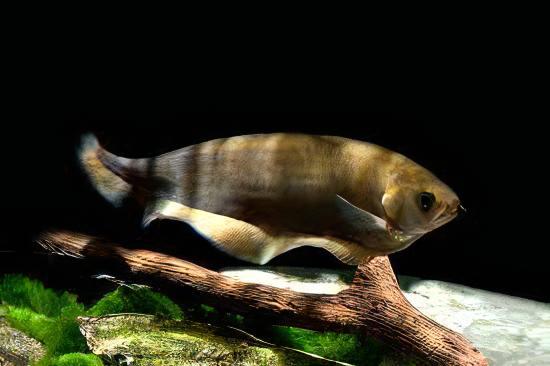 African Knife Fish Xenomystus Nigri 10cm.