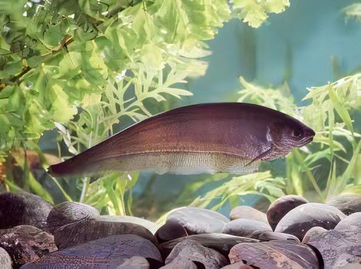 African Knife Fish Xenomystus Nigri 10cm.