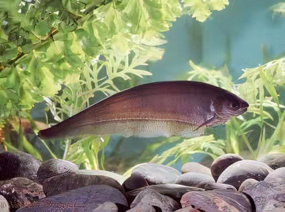 African Knife Fish Xenomystus Nigri 10cm.