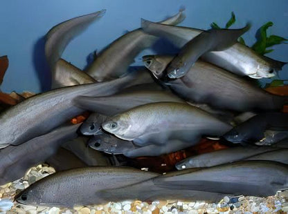 African Knife Fish Xenomystus Nigri 10cm.