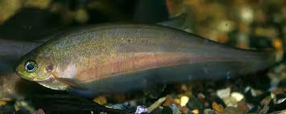 African Knife Fish Xenomystus Nigri 10cm.