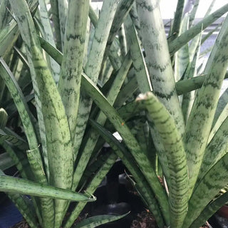 African Spear (Sansevieria cylindrica) - Medium