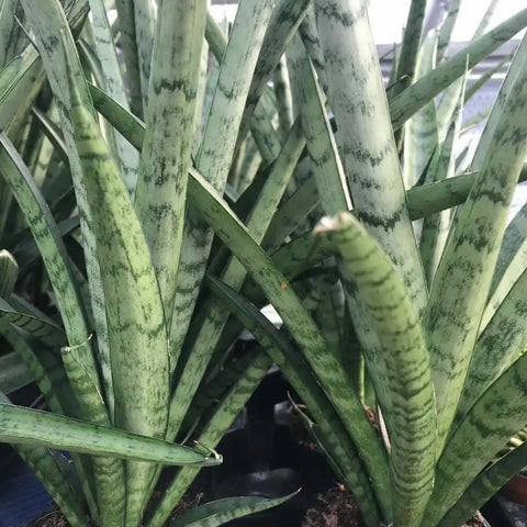 African Spear (Sansevieria cylindrica) - Medium