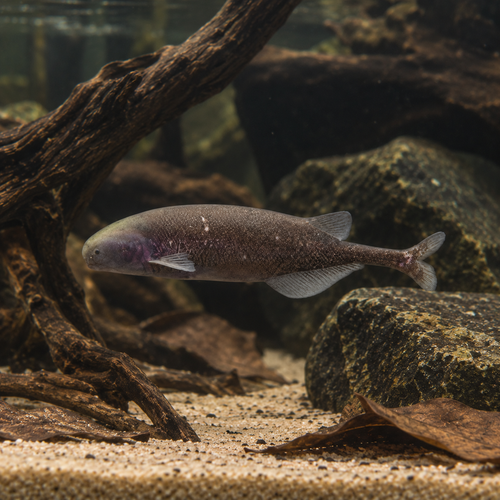 African Baby Whale Fish