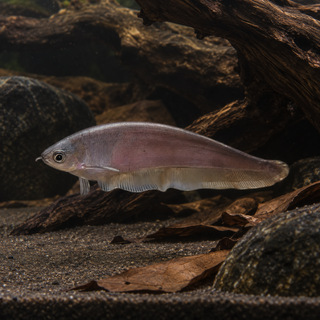 African Knife Fish