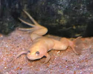 Albino African Dwarf Clawed Frog Xenopus Laevis 3cm.