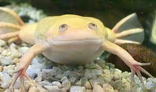 Albino African Dwarf Clawed Frog Xenopus Laevis 3cm.
