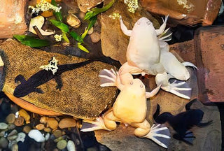 Albino African Dwarf Clawed Frog Xenopus Laevis 3cm.