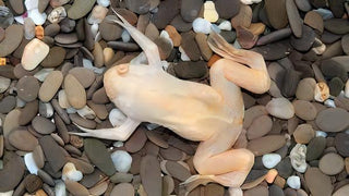 Albino African Dwarf Clawed Frog Xenopus Laevis 3cm.