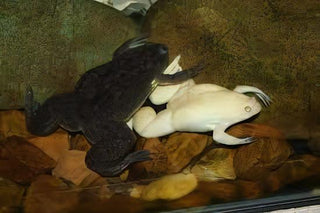 Albino African Dwarf Clawed Frog Xenopus Laevis 3cm.