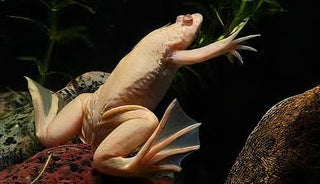 Albino African Dwarf Clawed Frog Xenopus Laevis 3cm.
