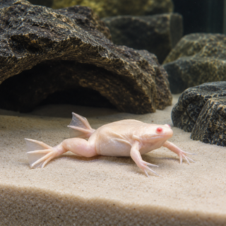 Albino African Dwarf Clawed Frog