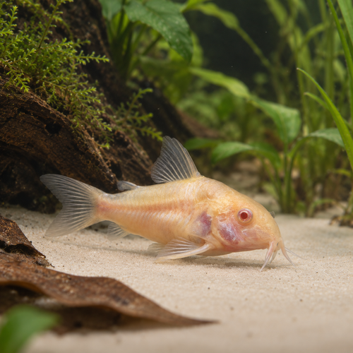 Albino Corydoras