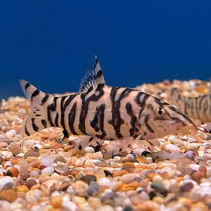 Almorha YoYo Loach Botia Lohachata 4cm.