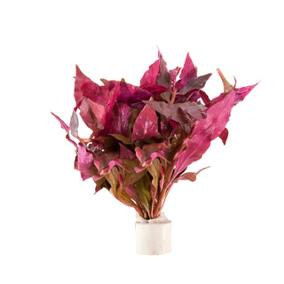 Alternanthera cardinalis