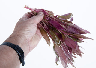 Alternanthera lilacina
