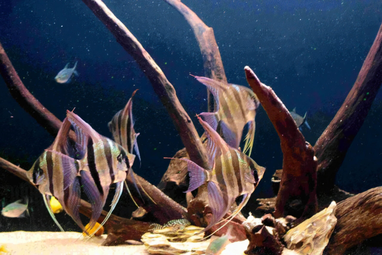 Altum Angelfish Orinoco Pterophyllum Altum 5cm.